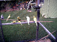 budgies016.BMP