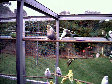 budgies017.BMP