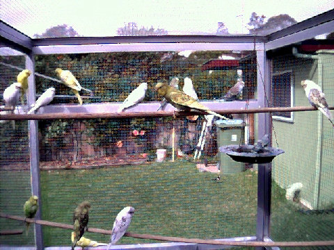 budgies009.BMP