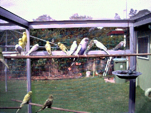budgies010.BMP