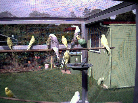 budgies012.BMP