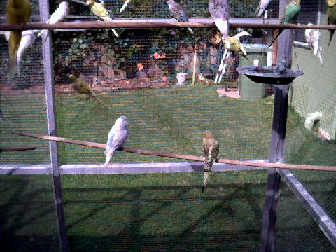 budgies013.BMP