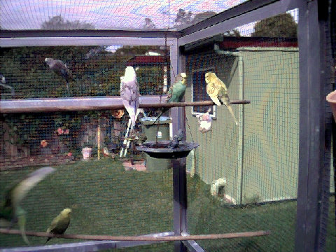 budgies014.BMP
