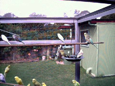 budgies015.BMP