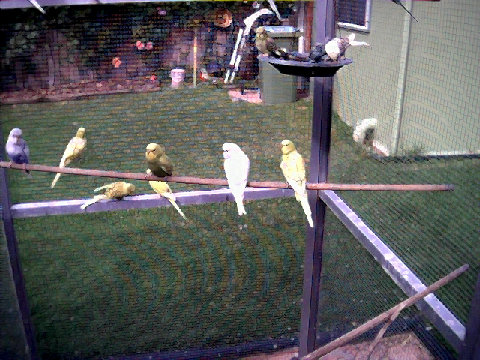 budgies016.BMP