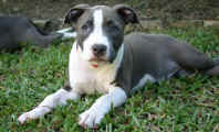12wk_meisha.jpg (25128 bytes)