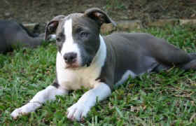 12wk_meisha2.jpg (25587 bytes)