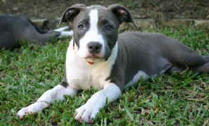 12wk_meisha.jpg (25128 bytes)