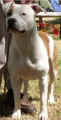 maia.jpg (11443 bytes)