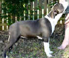 meisha6.jpg (31145 bytes)