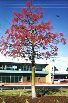 flame tree picture