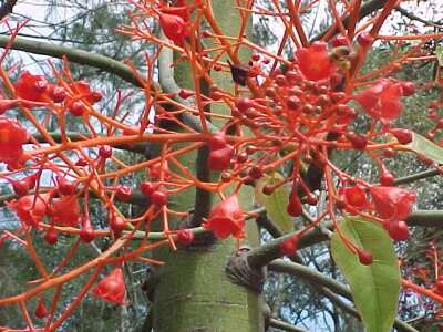 flame tree flowers picture