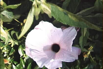 Hibisucs heterophyllus