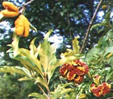 Pittosporum revolutum fruit