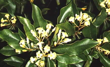 Pittosporum revolutum flowers