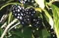 Abrophyllum ornans