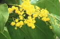 Acacia bancroftii