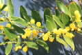 Acacia complanata