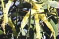 Acacia concurrens