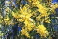 Acacia decora