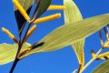 Acacia holosericea