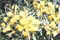 Acacia iteaphylla