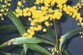 acacia macradenia