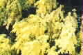 Acacia perangusta