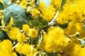 Acacia podalyriifolia