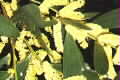 acacia sophorae