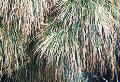 Allocasuarina litorallis