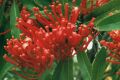 Alloxylon flammeum