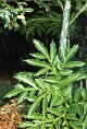 Amorphophallus capanulata