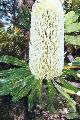 banksia aemula