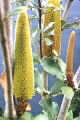 banksia conferta