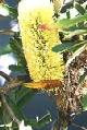 banksia oblongifolia