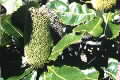 Banksia robur