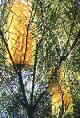 banksia spinulosa
