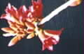 Brachychiton bidwillii