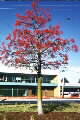 brachychiton acerifolium