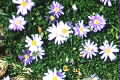 Brachyscome multifida