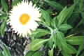 Bracteantha bracteata photograph