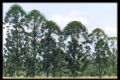 Araucaria bidwillii