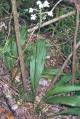 Calanthe triplicata - Christmas Orchid