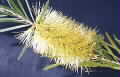 Callistemon pachyphyllus photograph