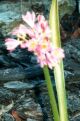 Calostemma (pink)