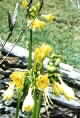 Calostemma luteum