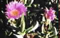 Carpobrotus