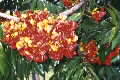 Castanospermum australe