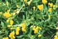 Chrysocephalum apiculatum